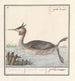 Foulque Podiceps cristatus Duijkhoender colijmbus major grèbe cornu - Anselmus Botius de Boodt — visning af kunstværket