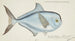Brama brama NZ Ray's Bream - Frank Edward Clarke — visning af kunstværket