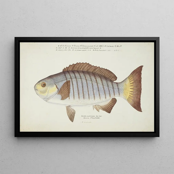 Frank Edward Clarke - Girella tricuspidata NZ Blackfish.webp