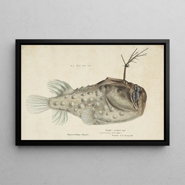 Himantolophus appelii NZ Vue Latérale Poisson-Pêcheur Épineux - Frank Edward Clarke — indrammet kunstværk på væggen