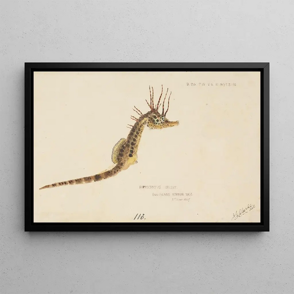 Hippocampus abdominalis, Tasmanien-haj - Frank Edward Clarke — indrammet kunstværk på væggen