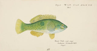 Frank Edward Clarke - Notolabrus celidotus NZ Wrasse.webp