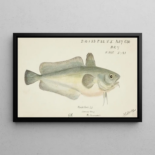 Frank Edward Clarke - Pseudophycis barbata Tas Southern Bastard Red Cod.webp