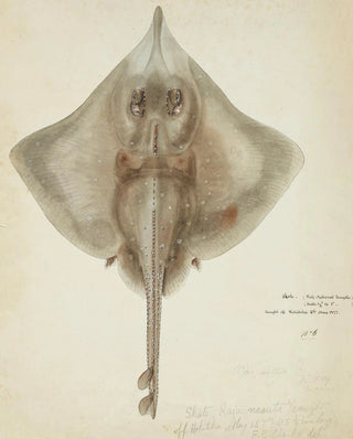 Frank Edward Clarke - Raja nasuta NZ Rough skate.webp