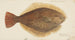 Rhombosolea leporina, gul flet fra New Zealand - Frank Edward Clarke — visning af kunstværket