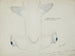 Tête de requin marteau (Sphyrna zygaena) vue ventrale - Frank Edward Clarke — visning af kunstværket