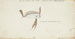 Trachipterus trachypterus New Zealand-Frank Edward Clarke — visning af kunstværket