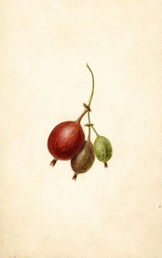 Frank Muller - Ribes Mountain.webp