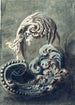 Ornament i volute - François Cuvilliés den Yngre — visning af kunstværket