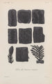 Traité de botanique générale Pl003 - François Hérincq — visning af kunstværket