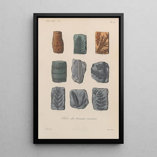 Franois Hrincq - Traite de botanique generale Pl004.webp