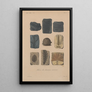 Franois Hrincq - Traite de botanique generale Pl005.webp