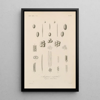 Franois Hrincq - Traite de botanique generale Pl018.webp