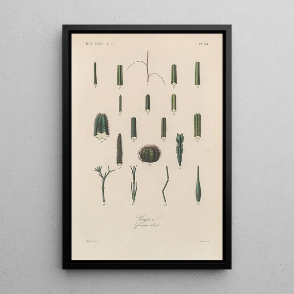 Franois Hrincq - Traite de botanique generale Pl024.webp