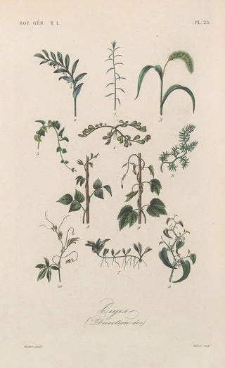 Franois Hrincq - Traite de botanique generale Pl025.webp