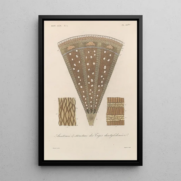Franois Hrincq - Traite de botanique generale Pl030.webp