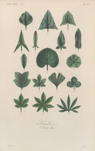 Franois Hrincq - Traite de botanique generale Pl038.webp