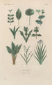 Traité de botanique générale Pl042 - François Hérincq — visning af kunstværket