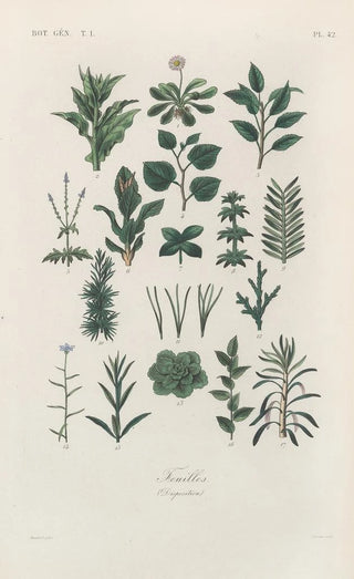 Franois Hrincq - Traite de botanique generale Pl043.webp