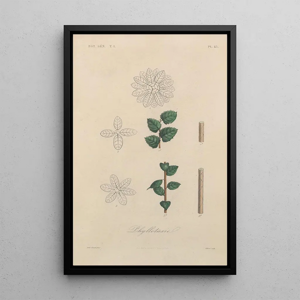 Franois Hrincq - Traite de botanique generale Pl044.webp