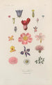 Traité de botanique générale Pl056 - François Hérincq — visning af kunstværket