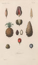 Traité de botanique générale Pl075 - François Hérincq — visning af kunstværket
