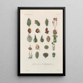 Franois Hrincq - Traite de botanique generale Pl081.webp