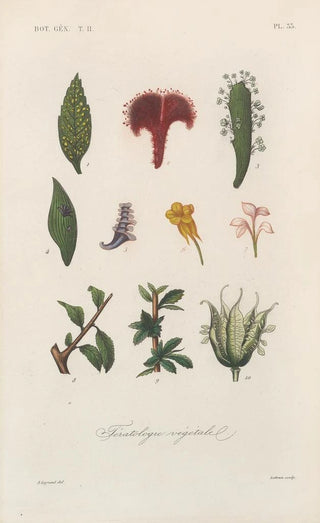 Franois Hrincq - Traite de botanique generale Pl084.webp