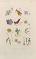 Traité de botanique générale Pl091 - François Hérincq — visning af kunstværket