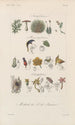 Traité de botanique générale Pl094 - François Hérincq — visning af kunstværket