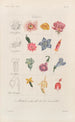 Traité de botanique générale Pl096 - François Hérincq — visning af kunstværket