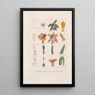 Franois Hrincq - Traite de botanique generale Pl097.webp