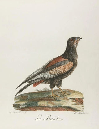 Franois Levaillant - Le bateleur.webp