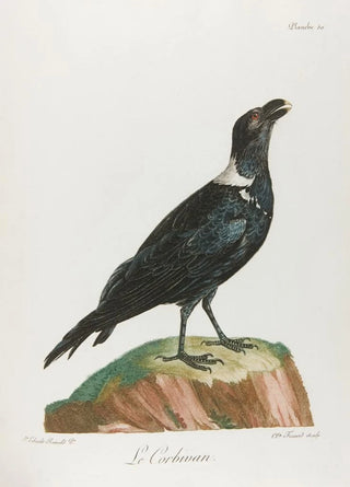 Franois Levaillant - Le corbivan.webp