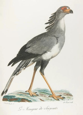 Franois Levaillant - Le mangeur de serpents.webp