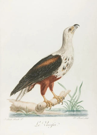 Franois Levaillant - Le vocifer.webp