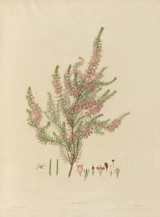 Franz Andreas Bauer - Delineations of exotick plants cultivated in the Royal gardens at Kew Pl01.webp