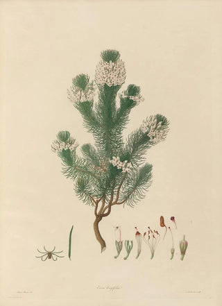 Franz Andreas Bauer - Delineations of exotick plants cultivated in the Royal gardens at Kew Pl04.webp
