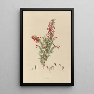 Franz Andreas Bauer - Delineations of exotick plants cultivated in the Royal gardens at Kew Pl13.webp