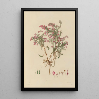 Franz Andreas Bauer - Delineations of exotick plants cultivated in the Royal gardens at Kew Pl23.webp