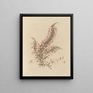 Franz Andreas Bauer - Delineations of exotick plants cultivated in the Royal gardens at Kew Pl28.webp