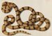 Serpent - Franz Anton von Scheidel — visning af kunstværket