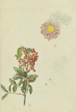 Franz Theobald Horny - Firethorn and Chrysanthemum.webp
