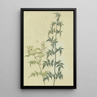 Franz Theobald Horny - Zwei Jasminzweige.webp