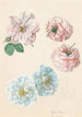 Roses roses og hvide - Franz Xaver Gruber — visning af kunstværket