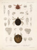 Arachnida Acaridea Pl 14 - Frederick DuCane Godman — visning af kunstværket