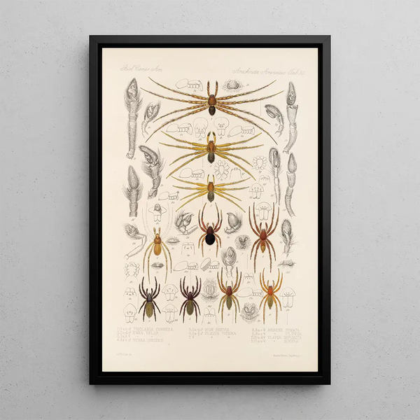 Frederick DuCane Godman - Arachnida Araneidea Pl 30.webp