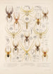 Arachnida Araneidea Pl 32 - Frederick DuCane Godman — visning af kunstværket