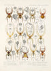 Arachnida Araneidea Pl 36 - Frederick DuCane Godman — visning af kunstværket