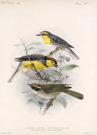 Frederick DuCane Godman - Aves Pl 10.webp